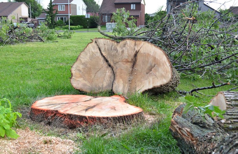 Get Stumps Removed