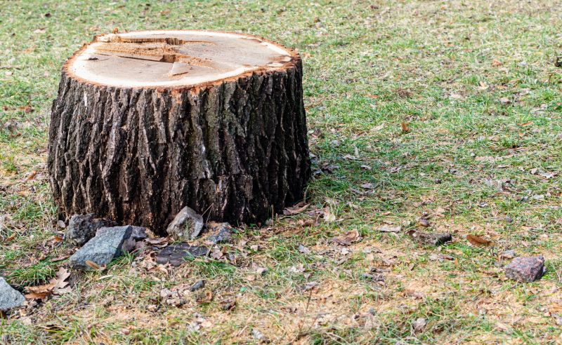 Get Stumps Removed