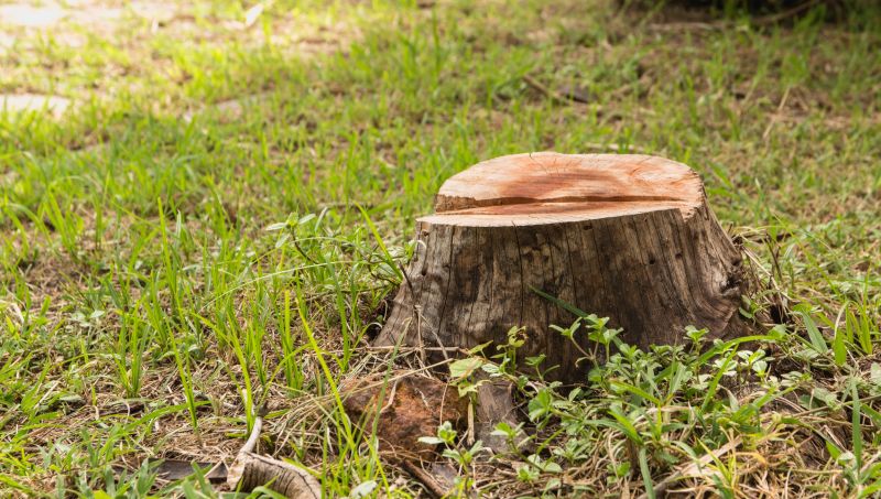 Bamboo Stump Removal in Prince Georges County, MD