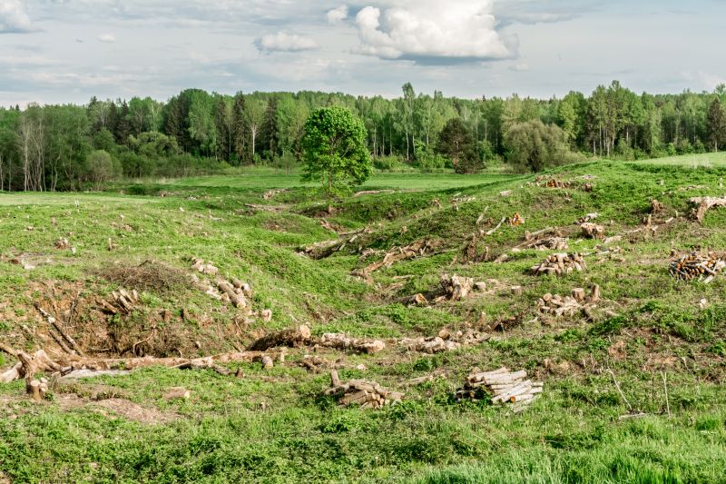 Landscape After Removal