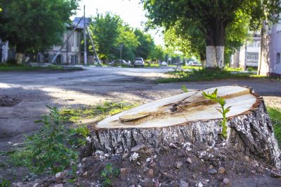 Stump Removal