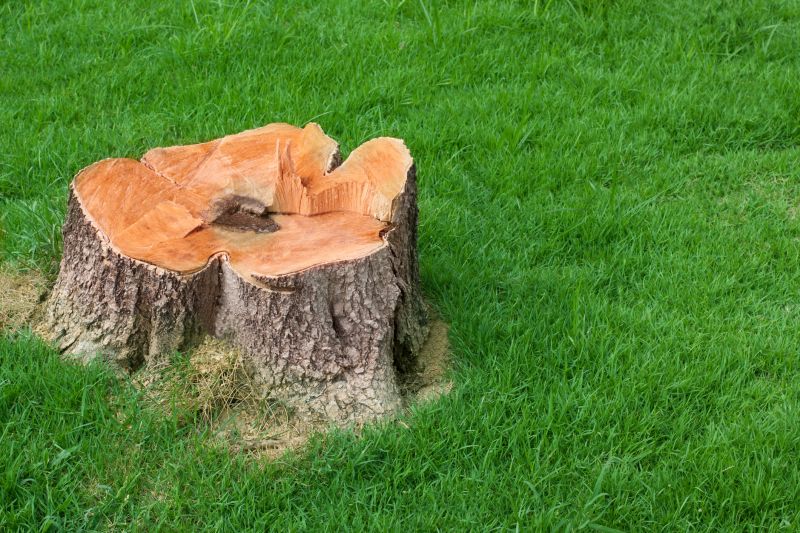 Tree Stump Removal in Waldorf, MD