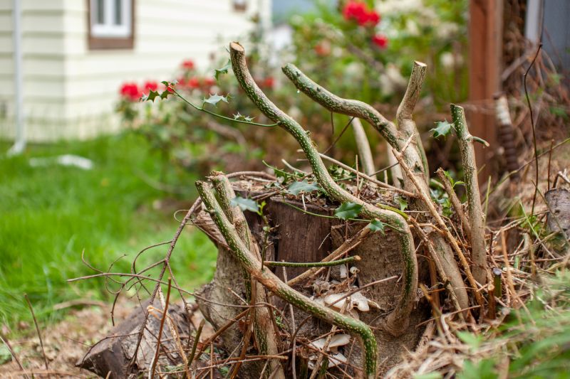 Who Does Get Stumps Removeds