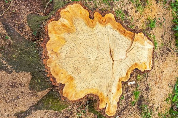 Stump Clearance