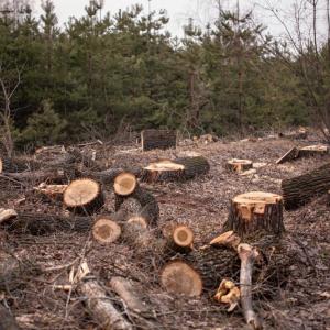 Anchorage Stump Clearing