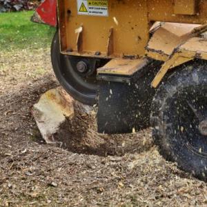 Anchorage Stump Extraction