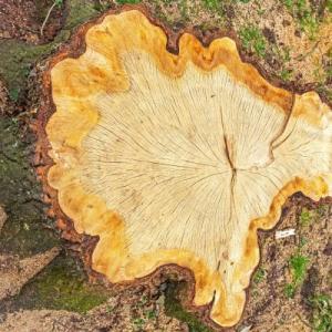 Anchorage Stump Clearance