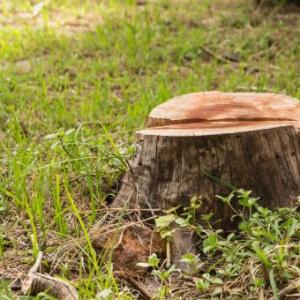 Anchorage Tree Stump Removal